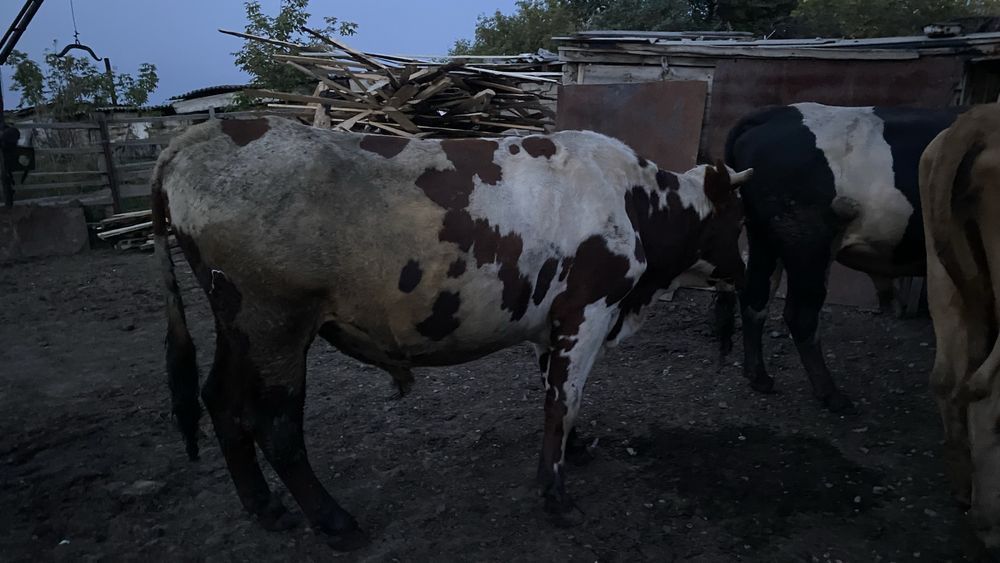 Продам быков.