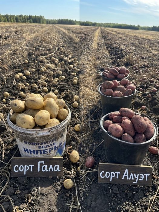 Продажа Картофеля