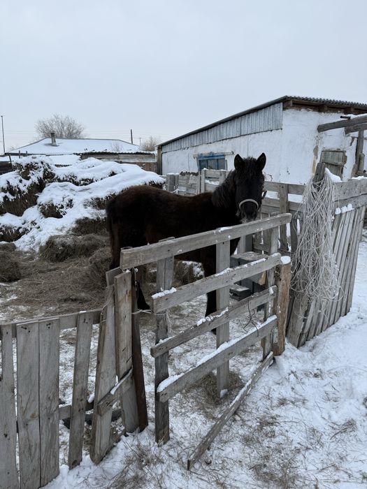 Тай сатылады ұрғашы срочно