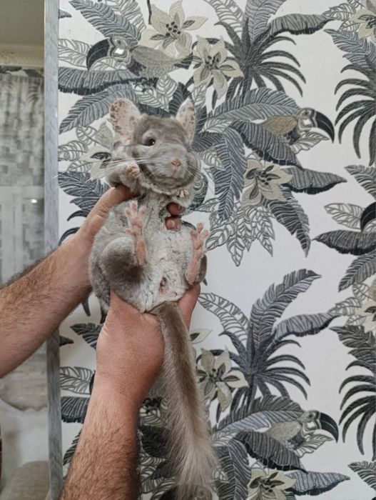 Shinshula sotiladi kelishtirib beraman