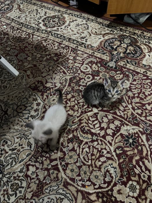 Отдам котят все мальчики