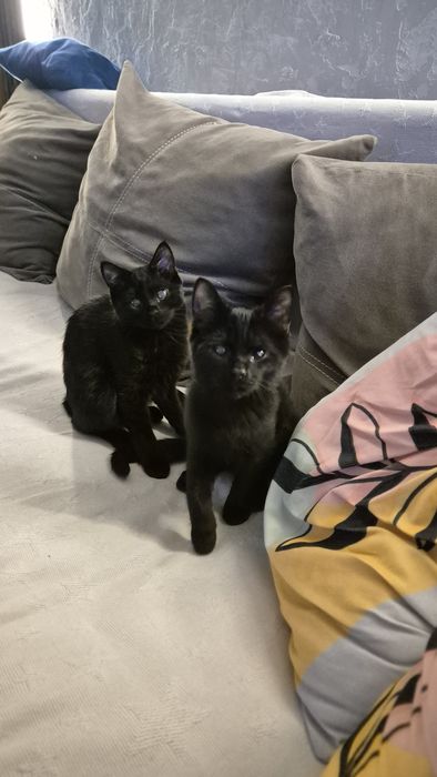Отдам чёрных котят