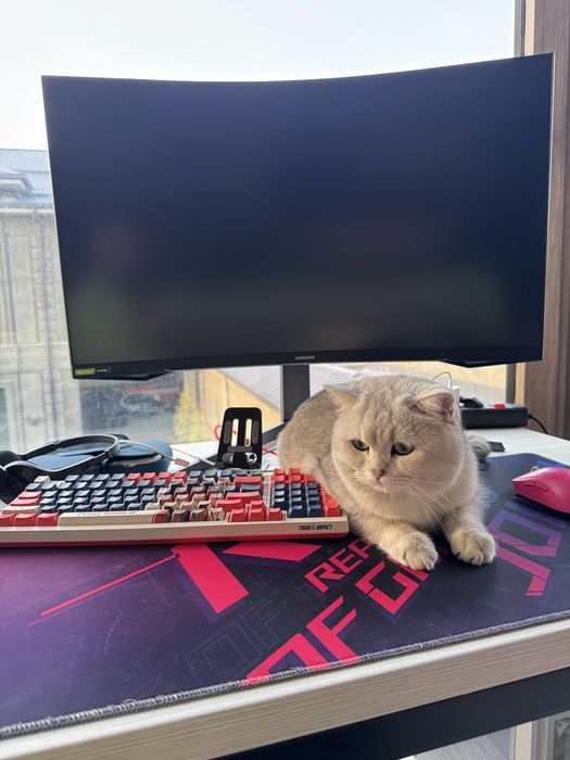 Британская серебристая шиншилла мальчик ny11