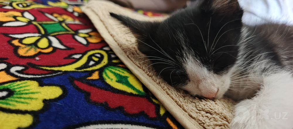 Отдам котят в добрые руки.
