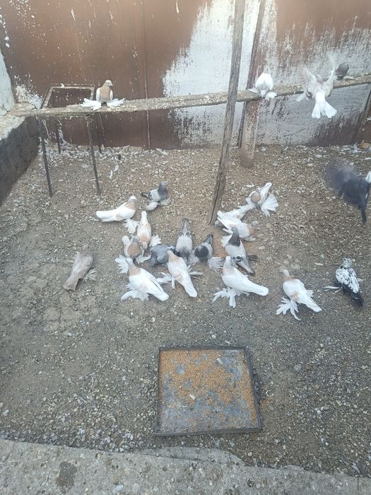 Продам голубей разные молодые