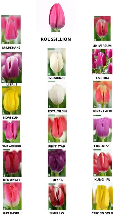 Продам тюльпаны в розницу к праздникам