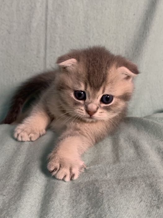 Кошечка шотландская