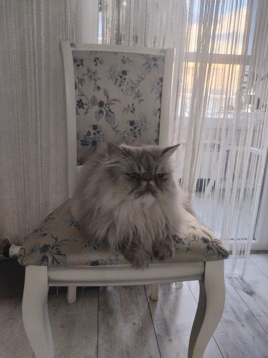 Отдам кота даром