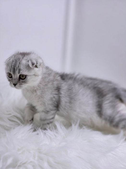 висЛоуХие КотИки  2 мес.приВиты