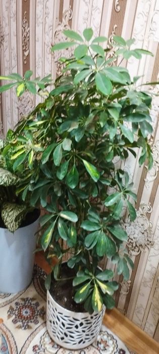 Сотилади гулар ч