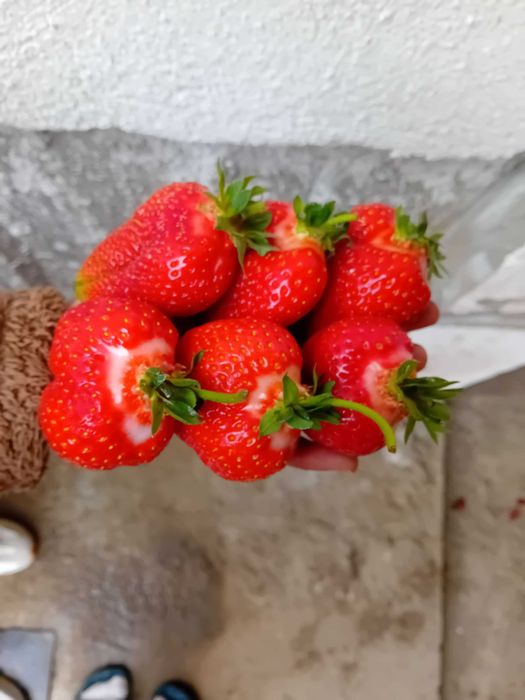 Промоция УНИКАЛЕН Целогодишен Елитен Разсад - Ягоди