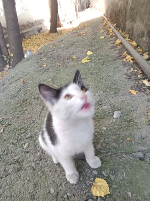 Пристраивается Котёнок МАЛЬЧИК