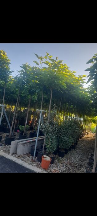 Mesteacăn  cu coaja alba Amenajări grădini copaci