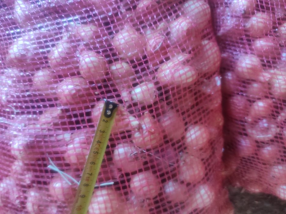 Лук Лясковец/Лясковски 58