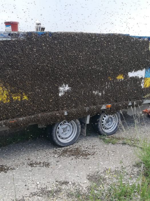 Miere polifloră si tei en gros