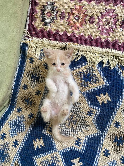 Отдаем милых котят