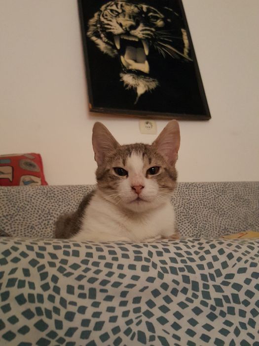 Spre adoptie pisic 3-4 luni