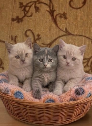 Котята 1,5 месяца