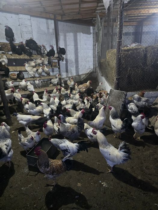 Тауықтар сатылады