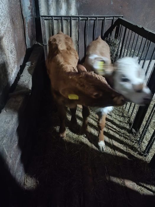 Продам телят январьские и февраль