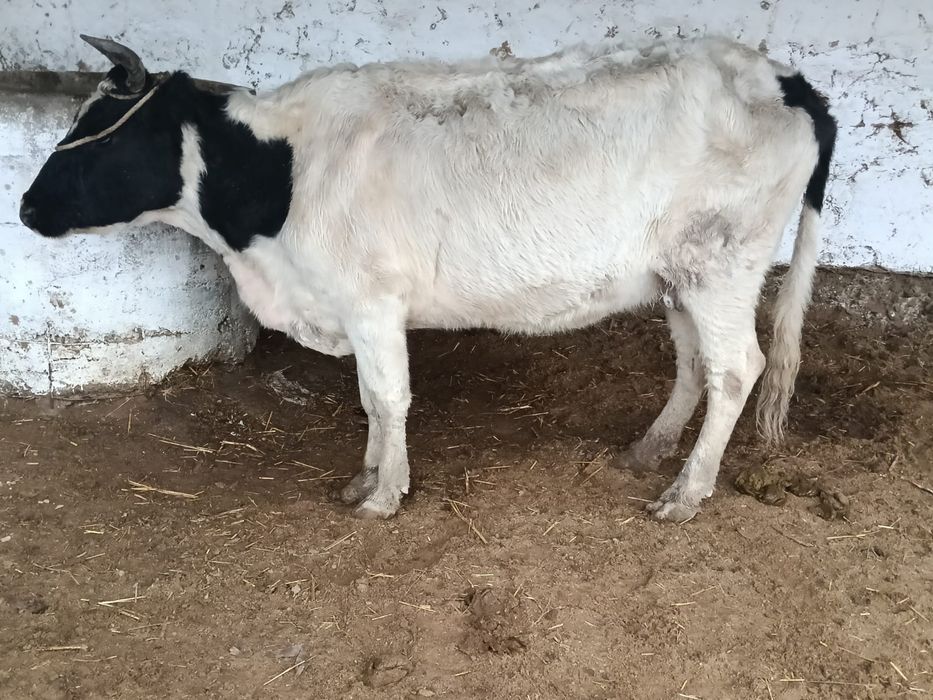 Сиыр 2 туған қашар 1.5 жасар