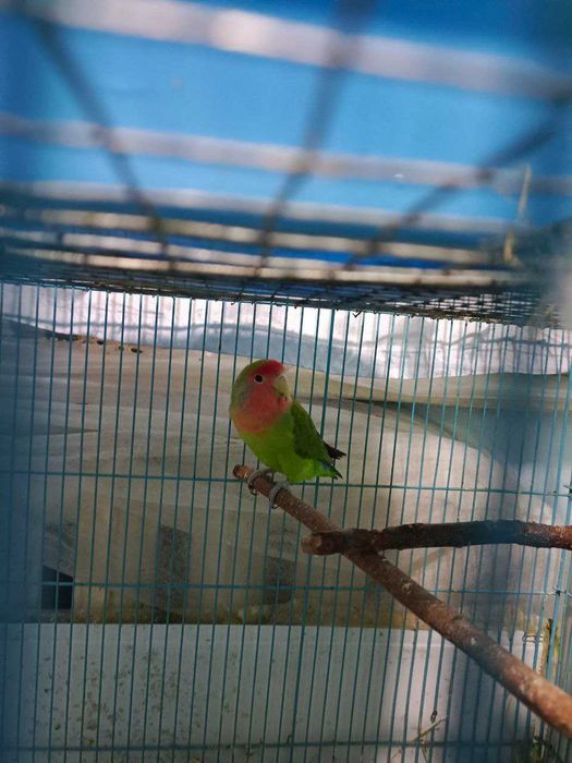 Попугай неразлучник