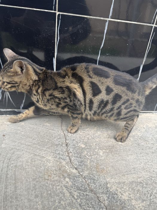 Bengaliskiy mushuk toza qon