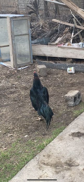 Дакан петух 15000тг