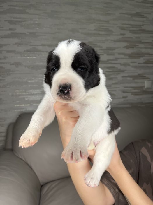 Бронь на щенков САО