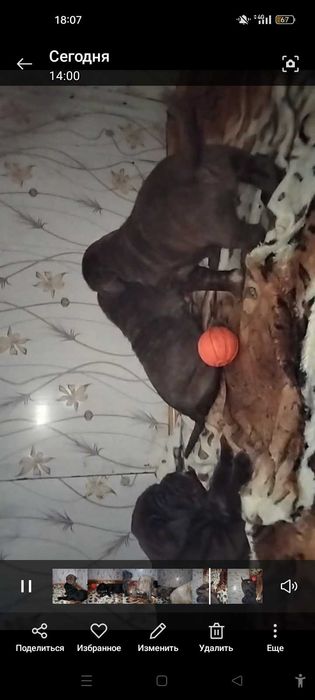 Вязка,щенки мастино