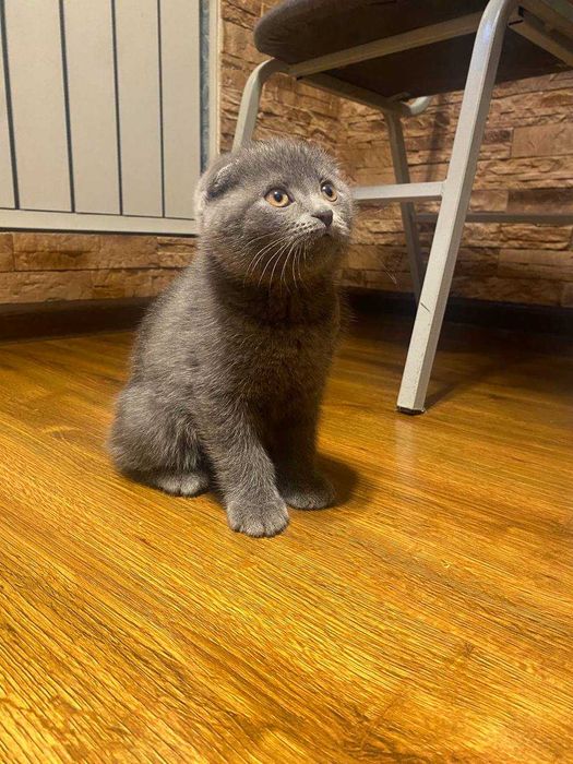 mushuk скоттиш фолд