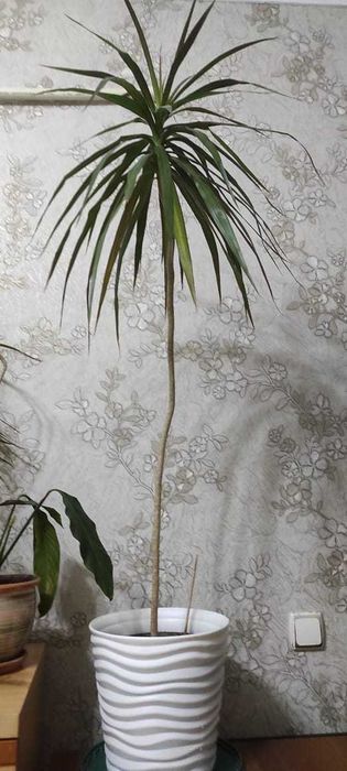 Продам красивые цветы