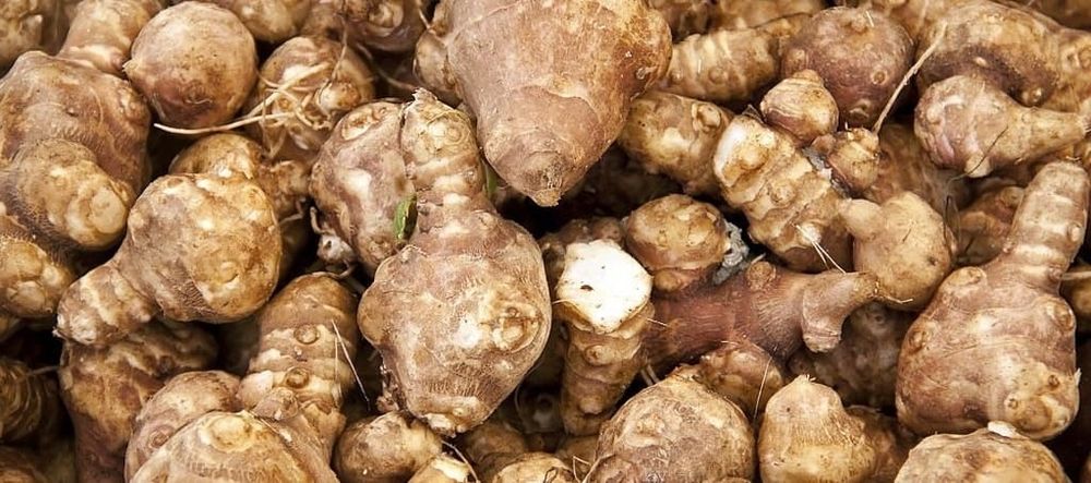 Топинамбур земляная груша