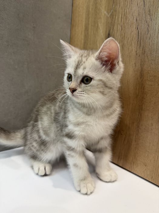 Продам котёнка срочно