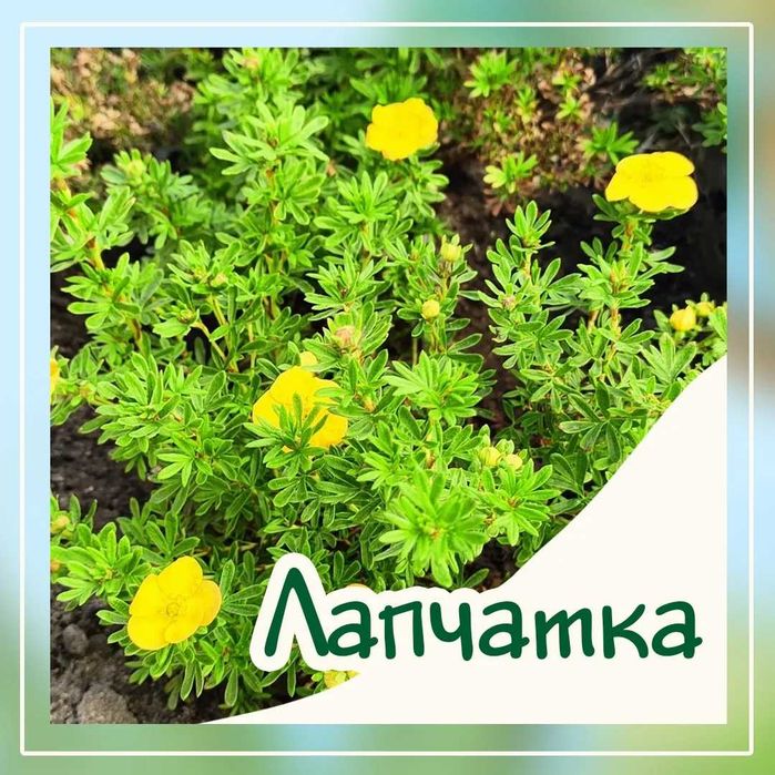 Тополя , кустарники , Ели , сосны