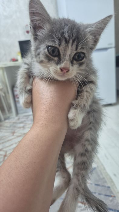 Отдам в добрые руки котёнка, мальчик