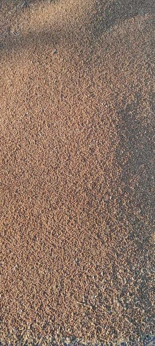 Пшеница Зерно Бидай. Арпа Дробленка