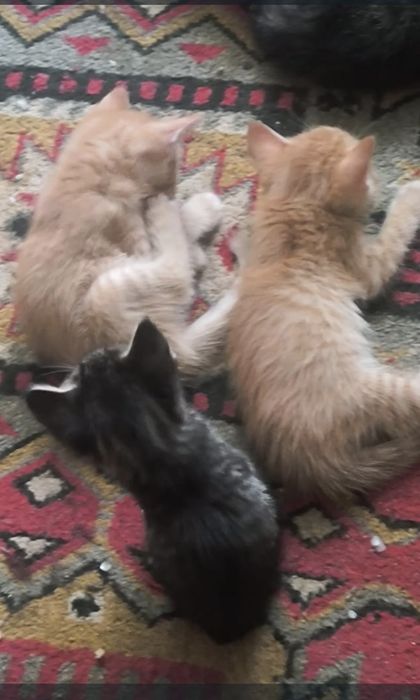 Срочно Отдам в Дар катят