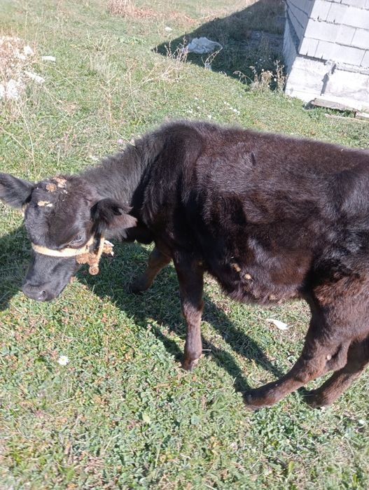 Бузау ургашы сатылады