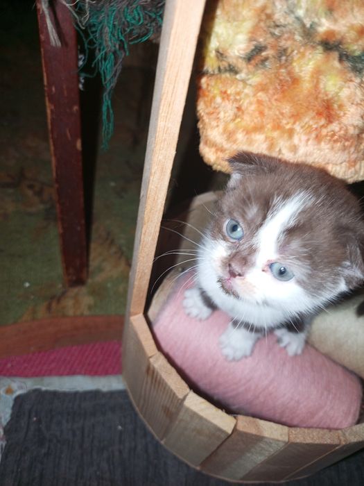 Котята на продажу