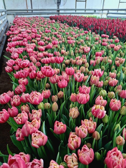 Тюльпаны оптом и в розницу к 8 марта!