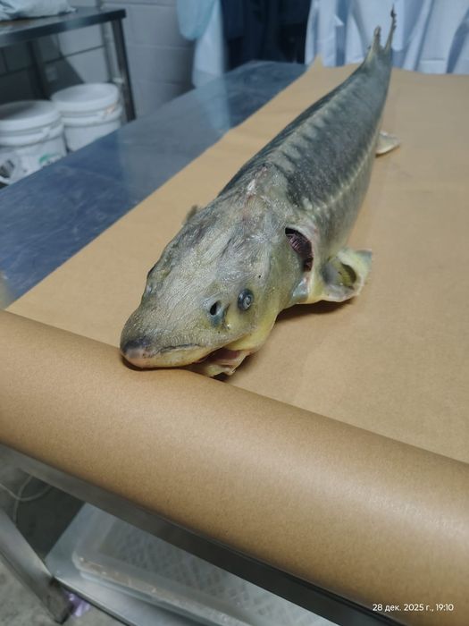 Рыба Балык оптом и розницу