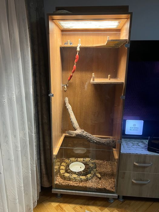Boa Constrictor cu terariu