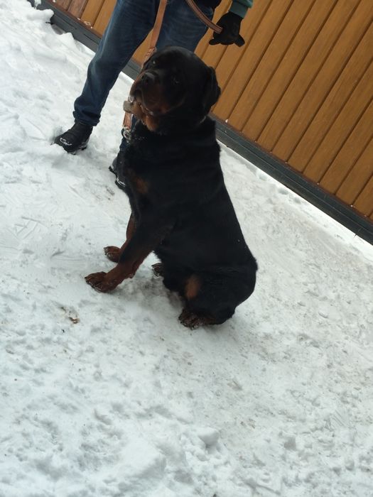 Продам ротвейлер кабель 3 год