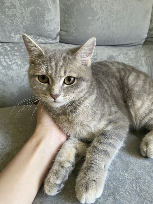 Грей (под цвет шерсти)