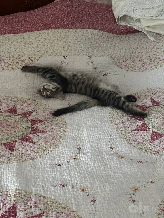Домашние котята.