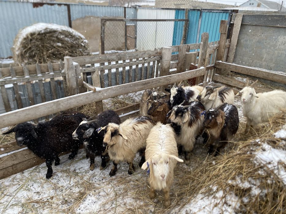 Шібіштер сатылады