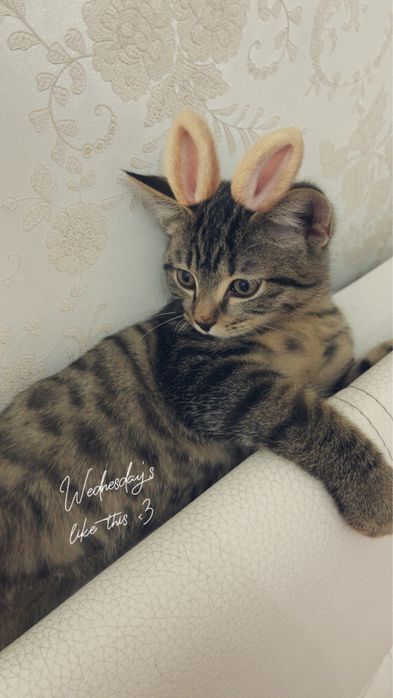 Котик Лео мальчик