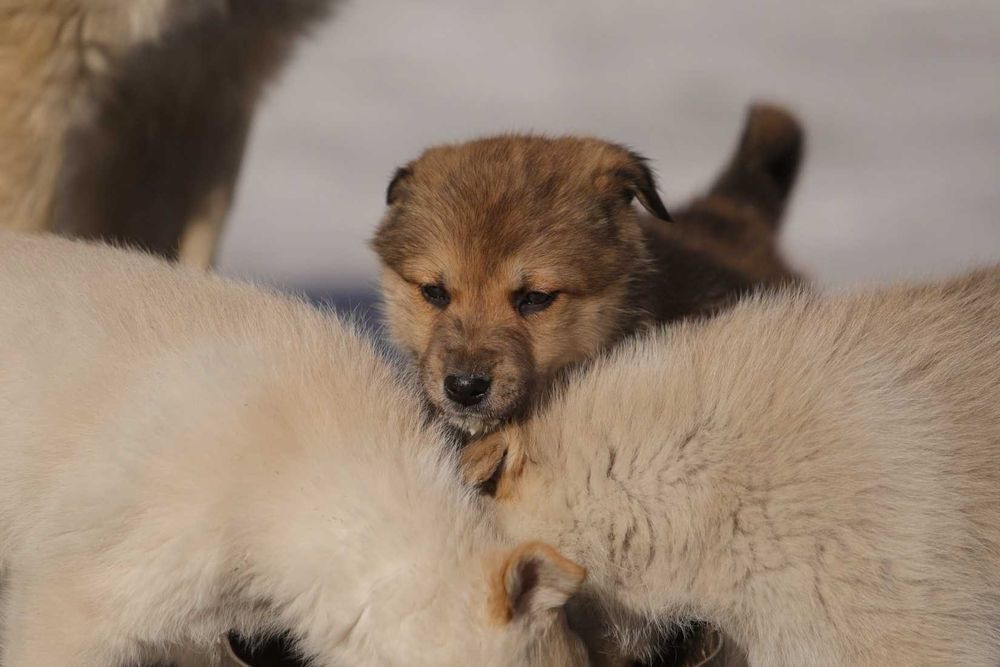 Щенок ищет дом, щенки