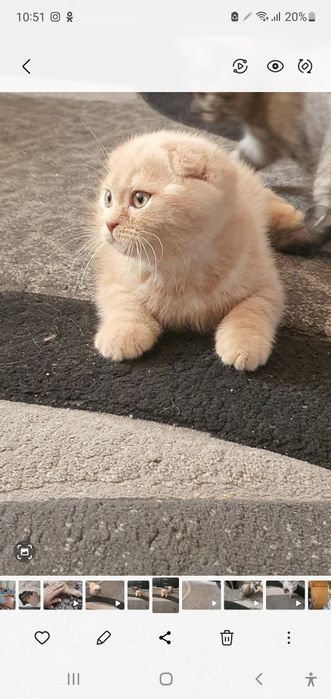 Скотиш фолд девочка